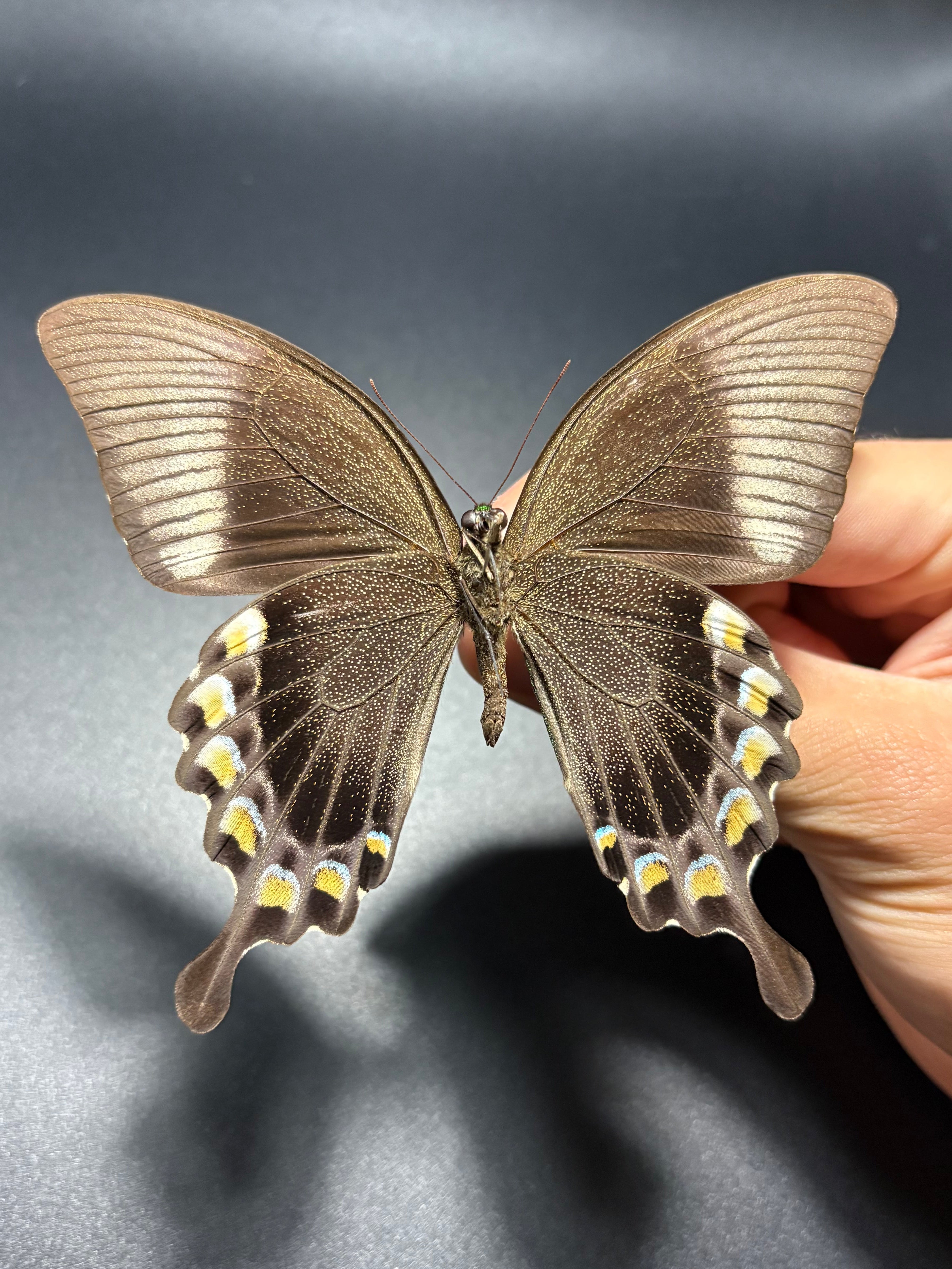 Papilio Blumei (Lot of 10) unmounted butterfly specimens