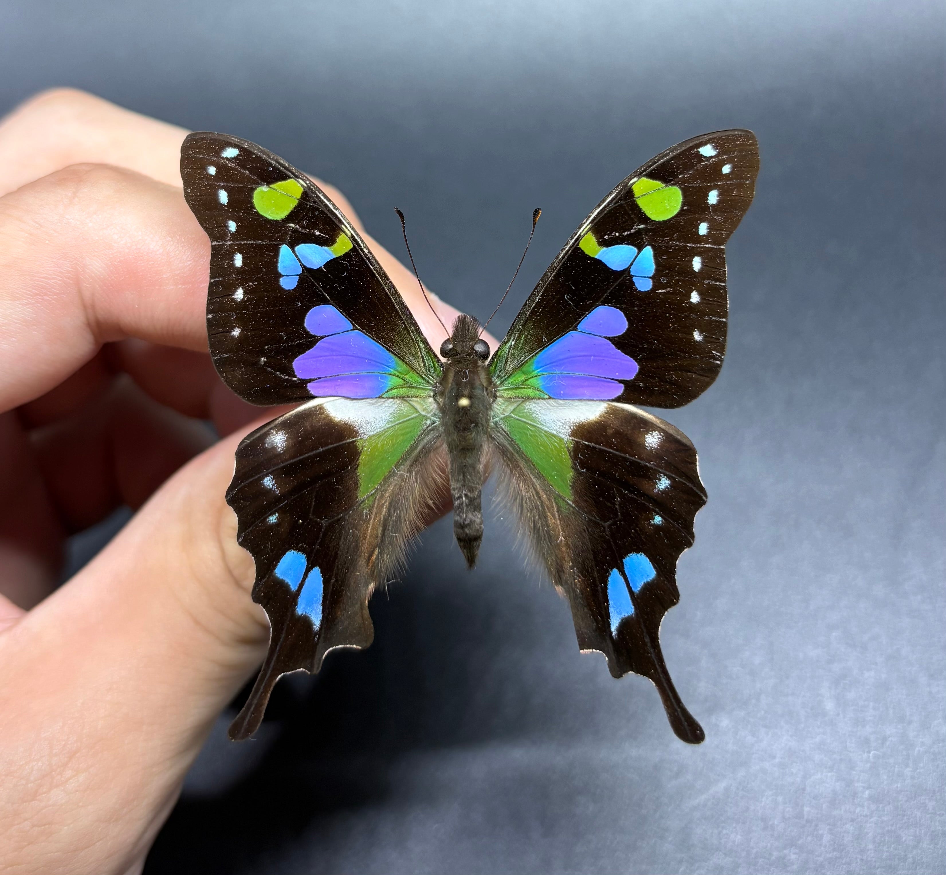 Graphium weiskei butterfly specimen Indonesia