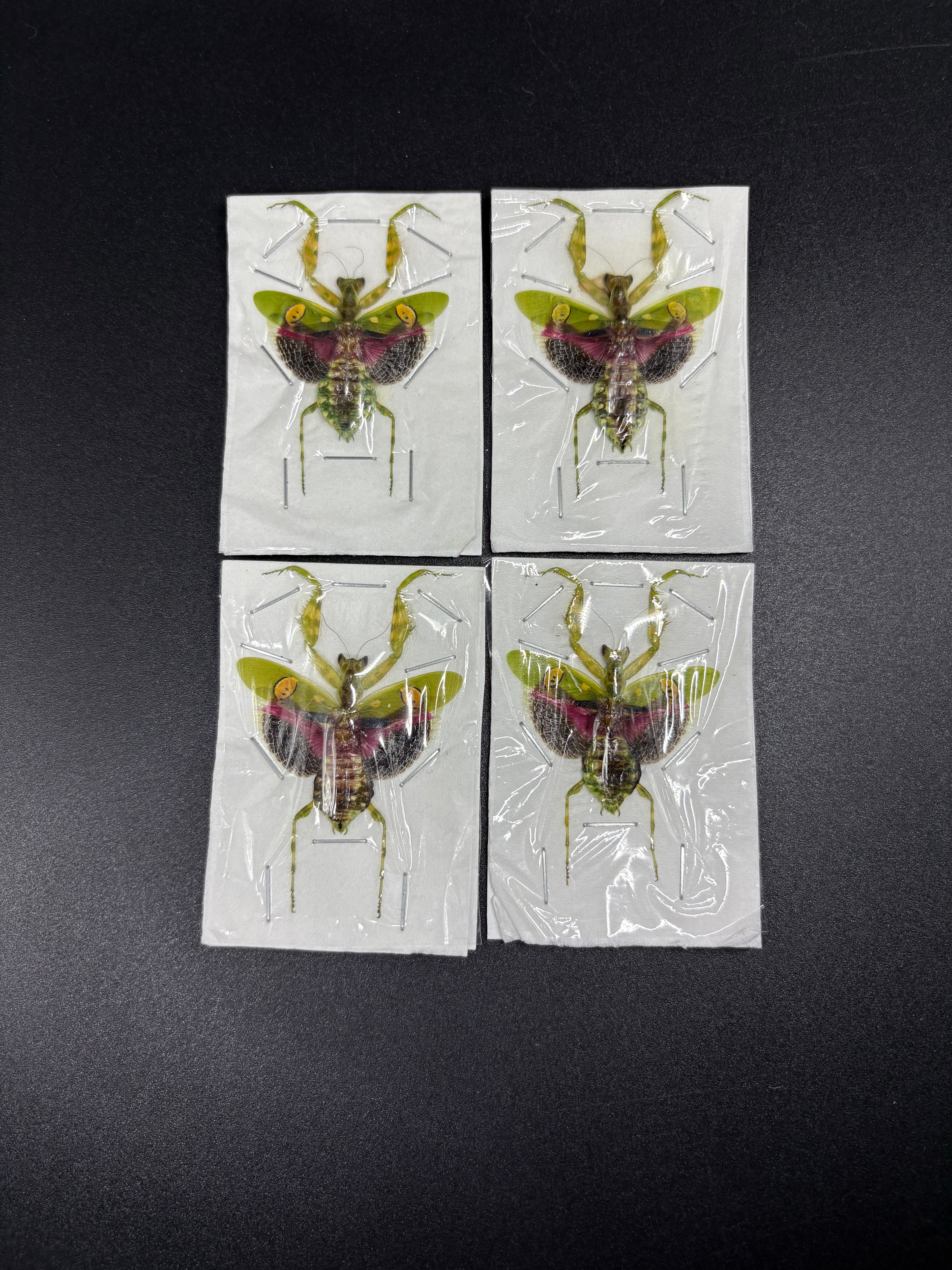 Creobroter Gemmatus (Lot of 50)
