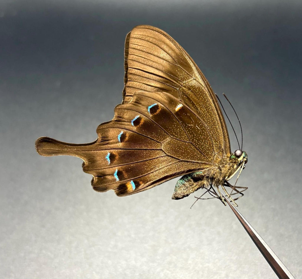 Papilio Lorquinianus, Blue Green Swallowtail Butterfly, Indonesia A1 Grade Wings Closed (UNMOUNTED)