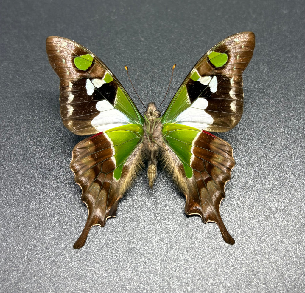 Graphium weiskei butterfly specimen Indonesia