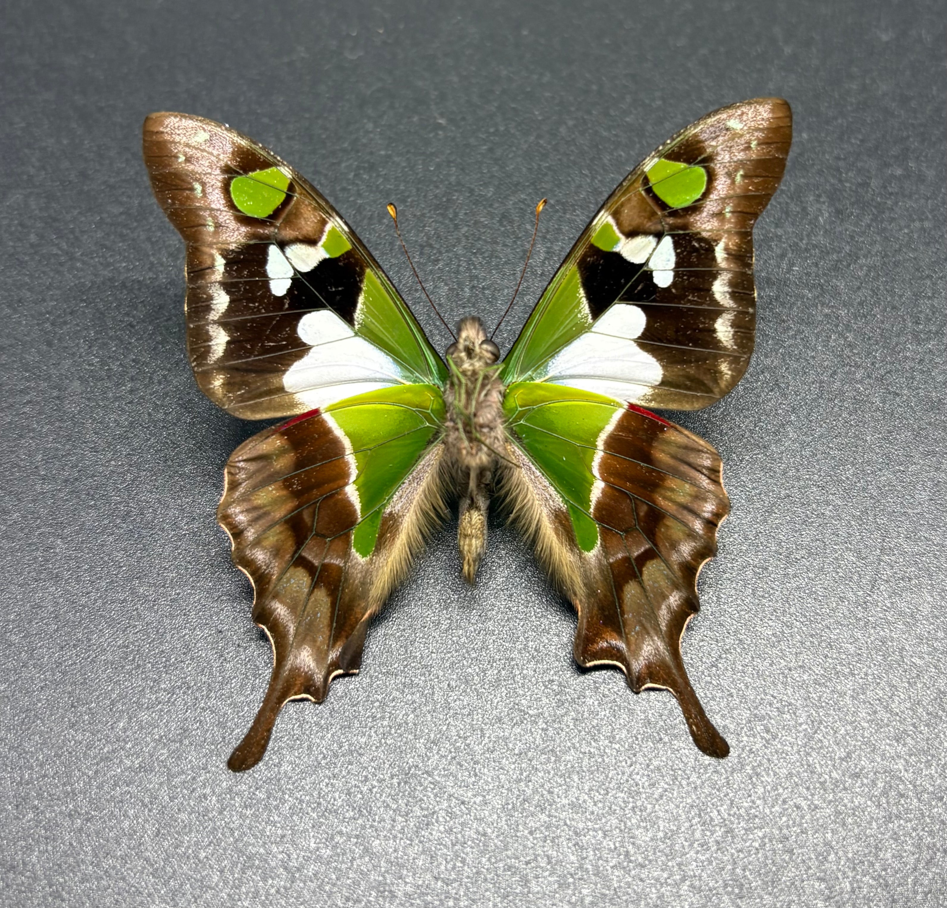 Graphium weiskei butterfly specimen Indonesia