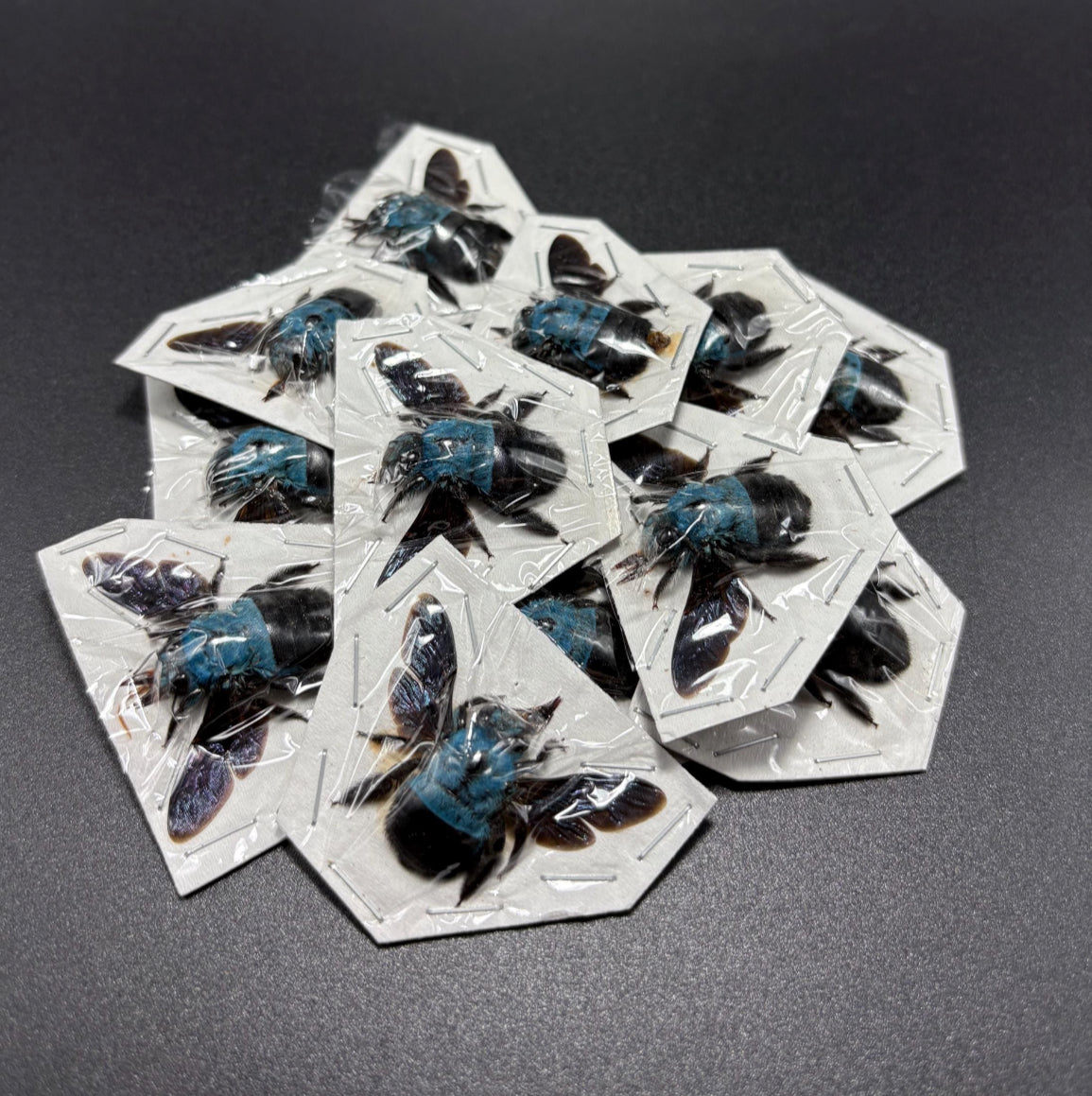 Xylocopa Caerulea (Lot of 10)  Carpenter bee specimens