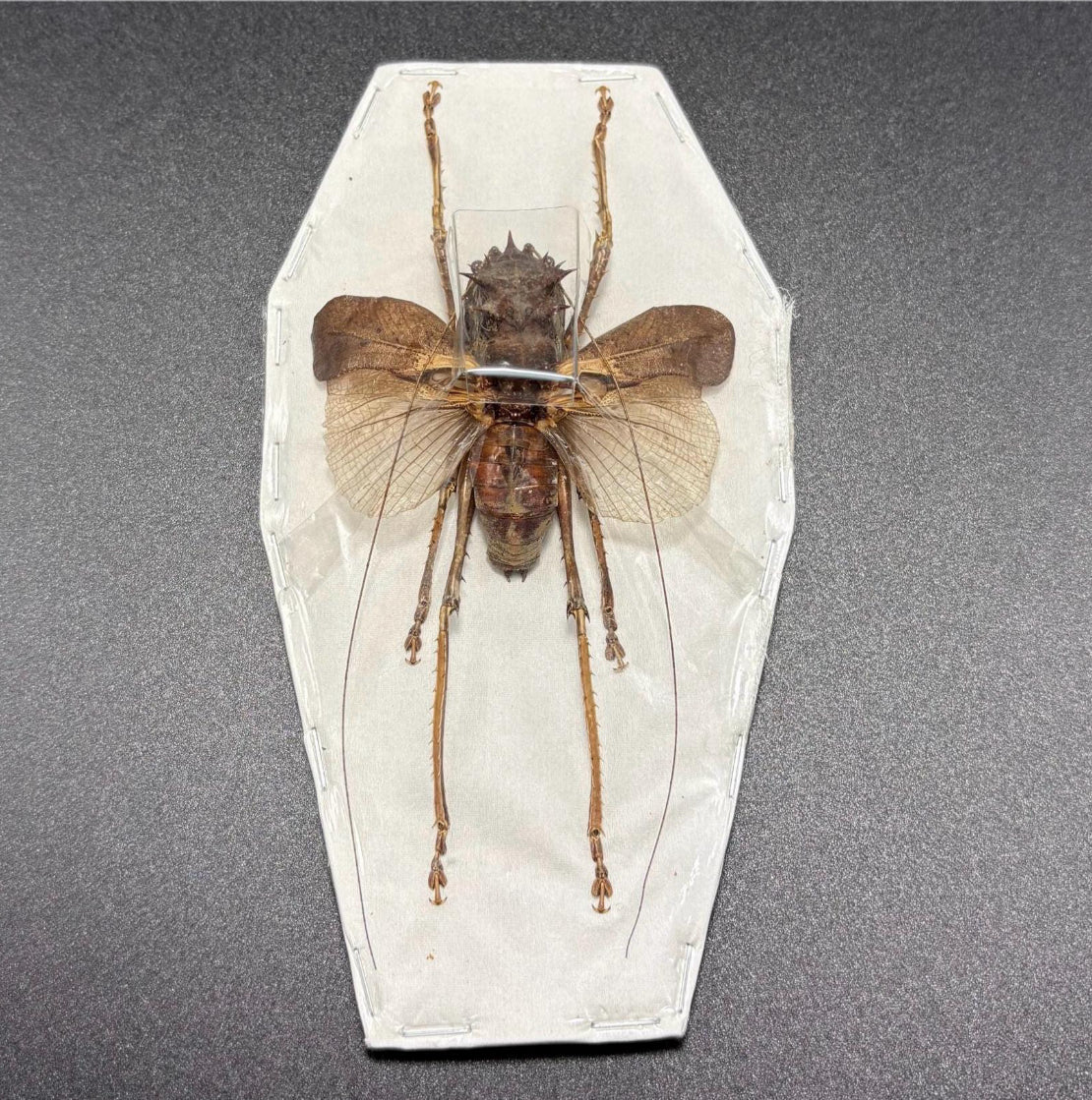 Lesina ensifera (spread) katydid specimen