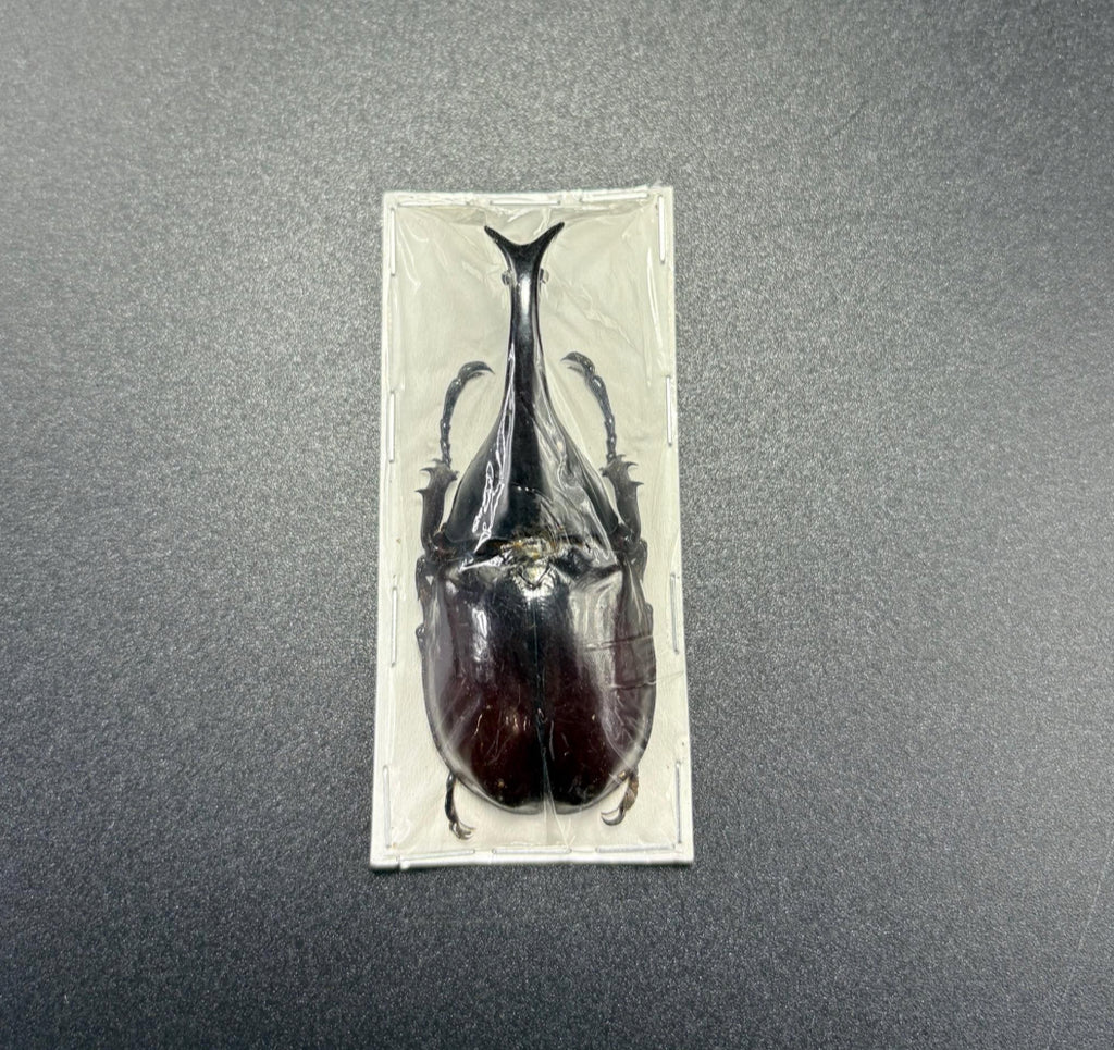 Xylotrupes Gideon gideon +60-65mm Rhinoceros beetle