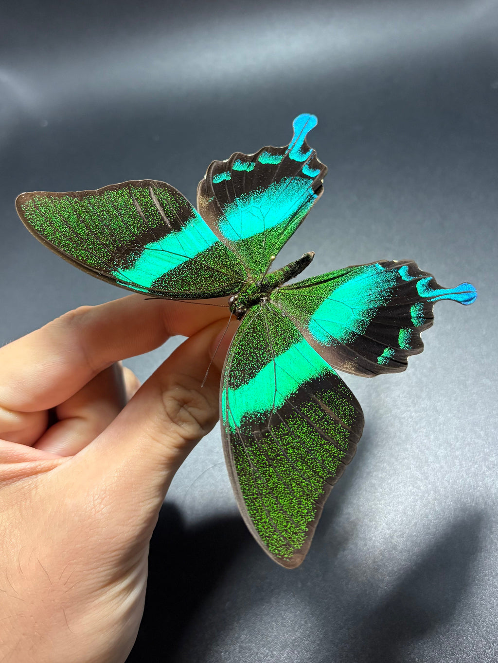 Papilio Blumei (Lot of 10) unmounted butterfly specimens