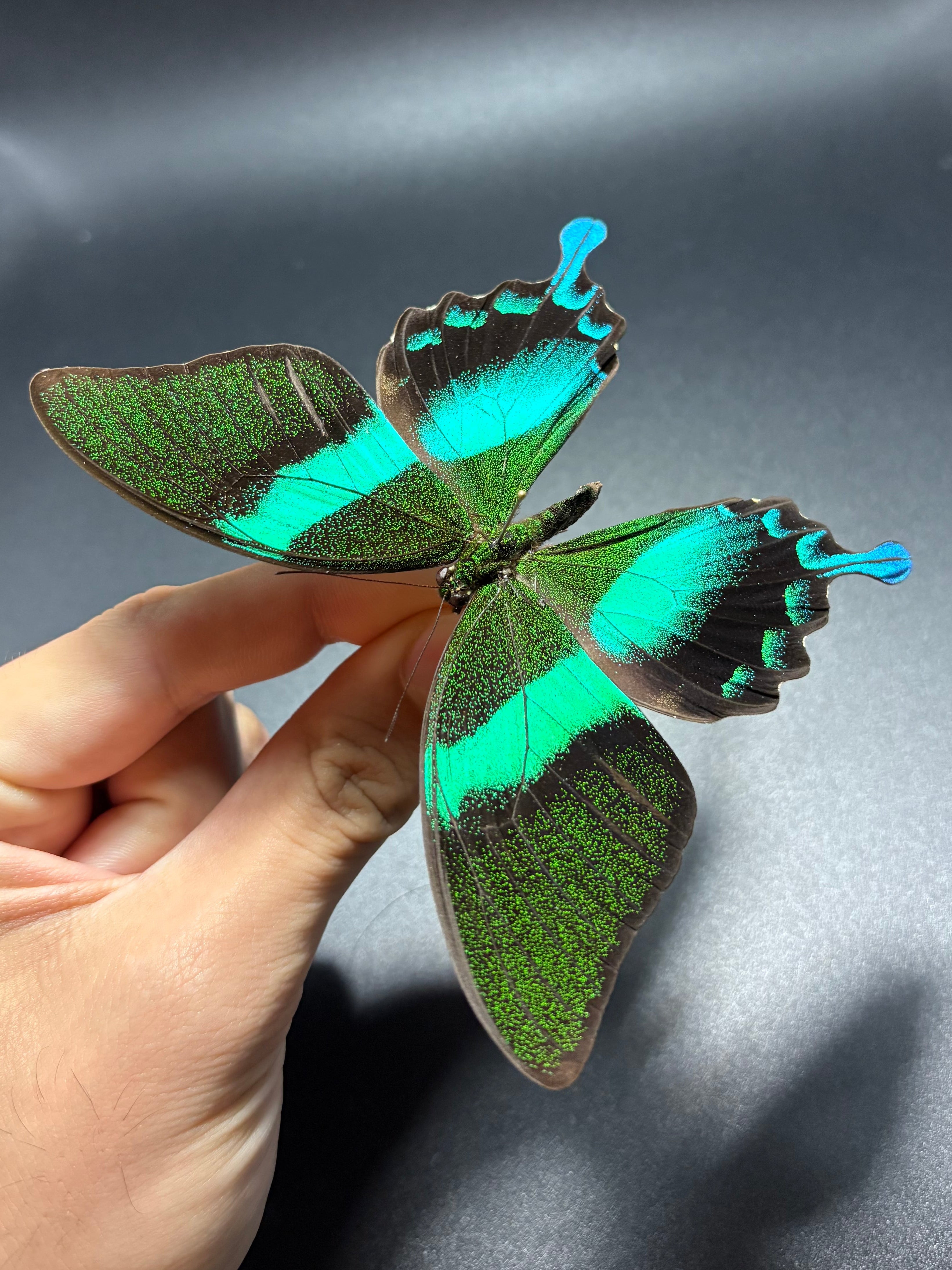 Papilio Blumei (Lot of 10) unmounted butterfly specimens