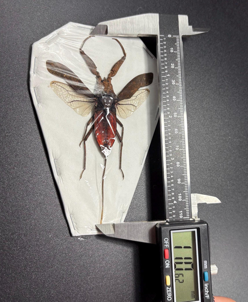 Laccotrephes pfeiferiae (spread)