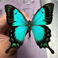 Papilio Lorquinianus, Blue Green Swallowtail Butterfly, Indonesia A1 Grade Wings Closed (UNMOUNTED)