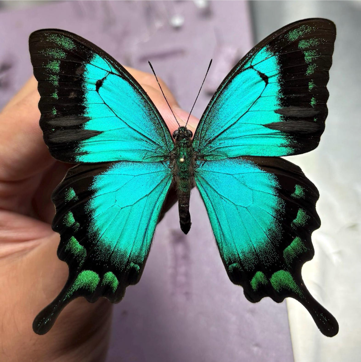 Papilio Lorquinianus, Blue Green Swallowtail Butterfly, Indonesia A1 Grade Wings Closed (UNMOUNTED)