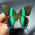 Papilio Blumei (Lot of 10) unmounted butterfly specimens