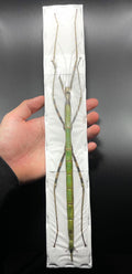 Nesiophasma sananaense Long stick bug