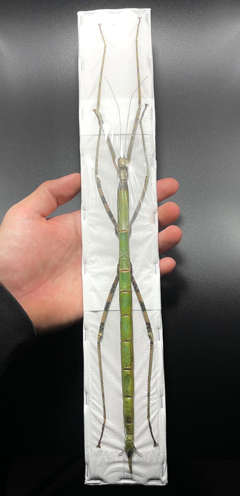 Nesiophasma sananaense Long stick bug