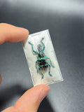 Eupholus linnei weevil beetle Indonesia