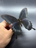 Papilio deiphobus deiphobus Orange and black butterfly Indonesia