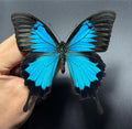 Papilio Ulysses butterfly Indonesia (UNMOUNTED) wings closed