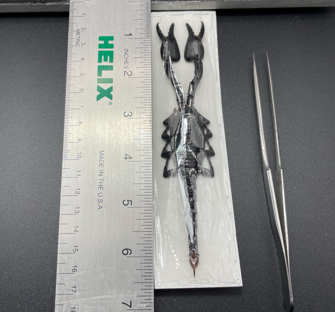 Javanimetrus Cyaneus Scorpion specimen