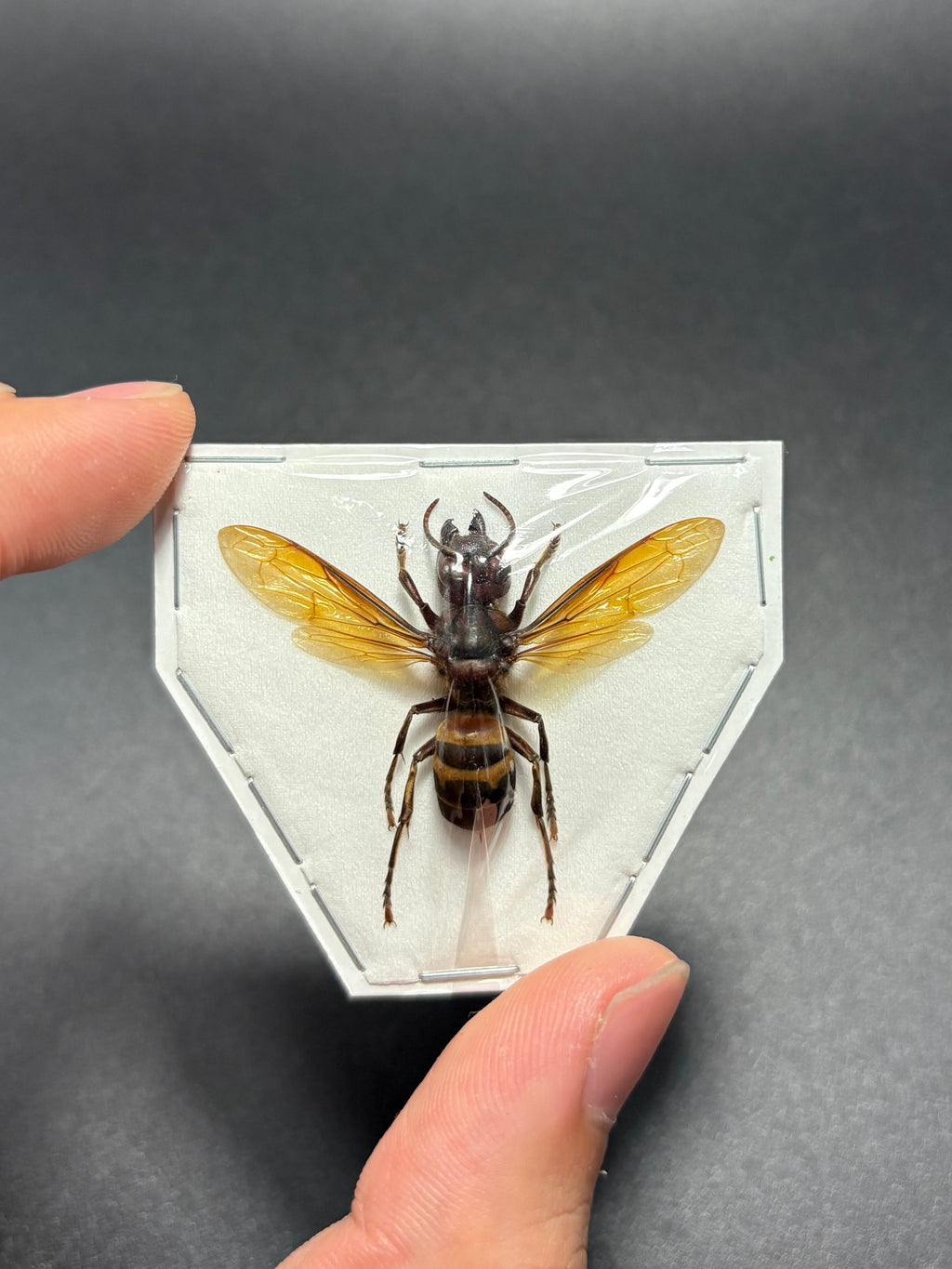 Vespa analis (spread) Wasp specimen