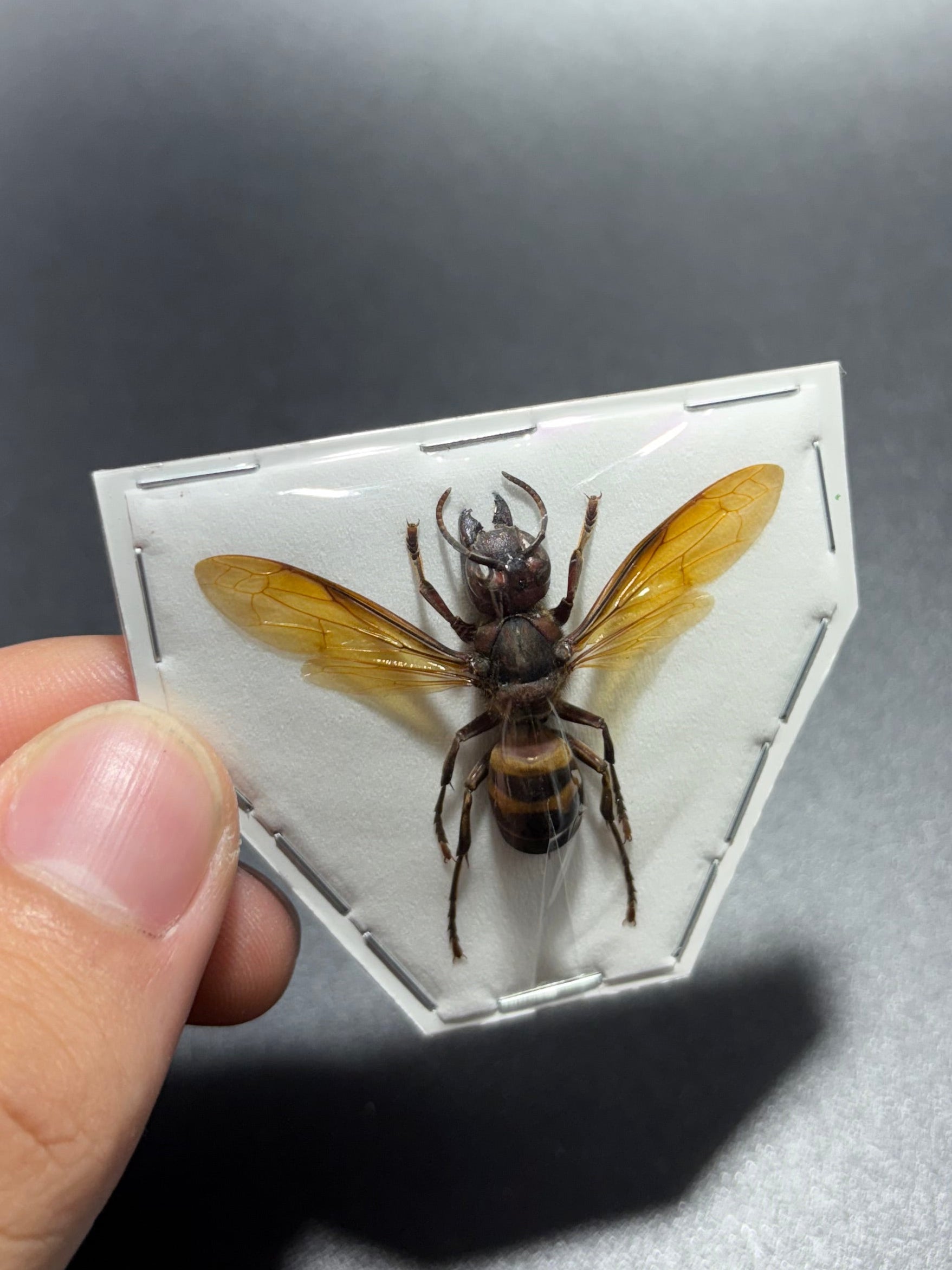 Vespa analis (spread) Wasp specimen