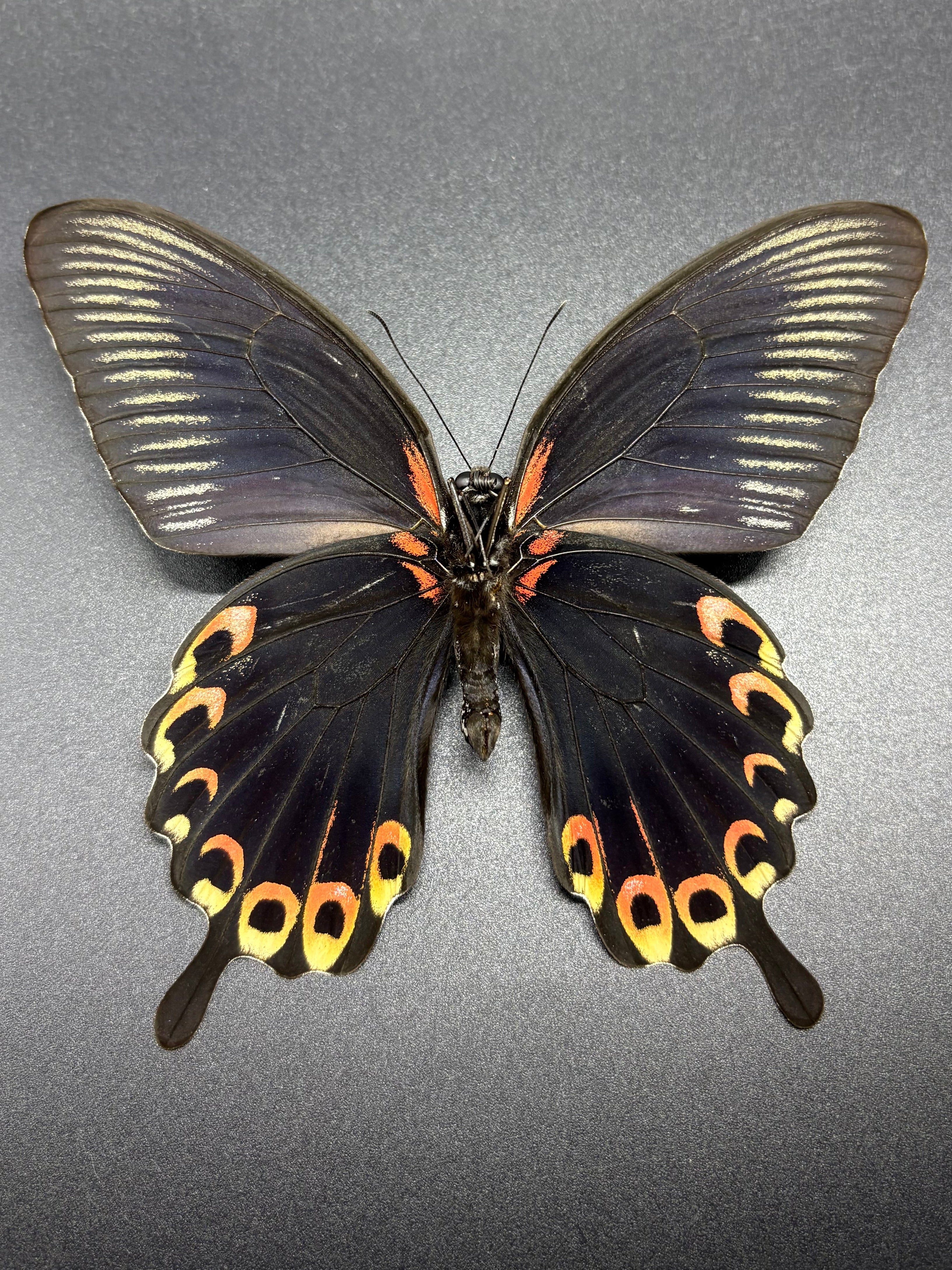 Papilio deiphobus deiphobus Orange and black butterfly Indonesia