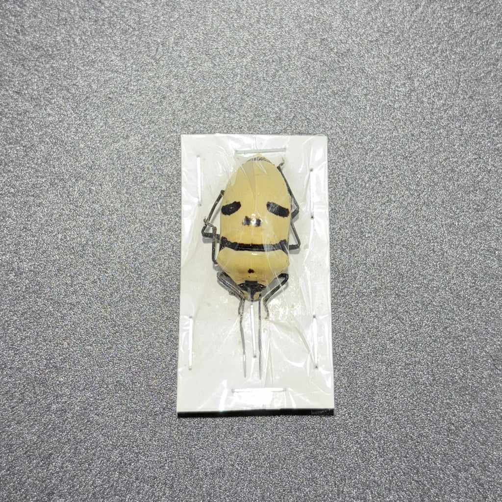 Eucorysses grandis deaths head bug