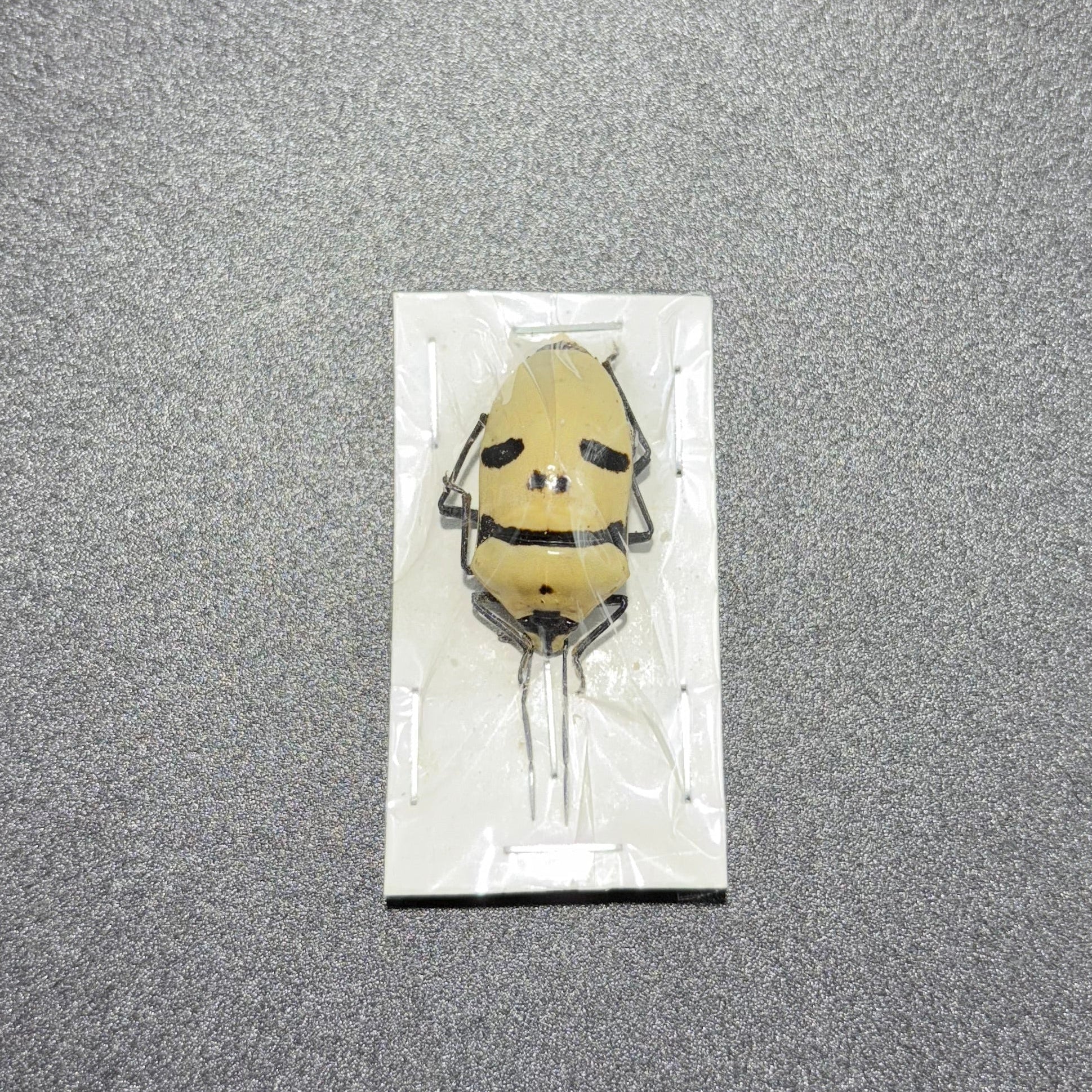 Eucorysses grandis deaths head bug