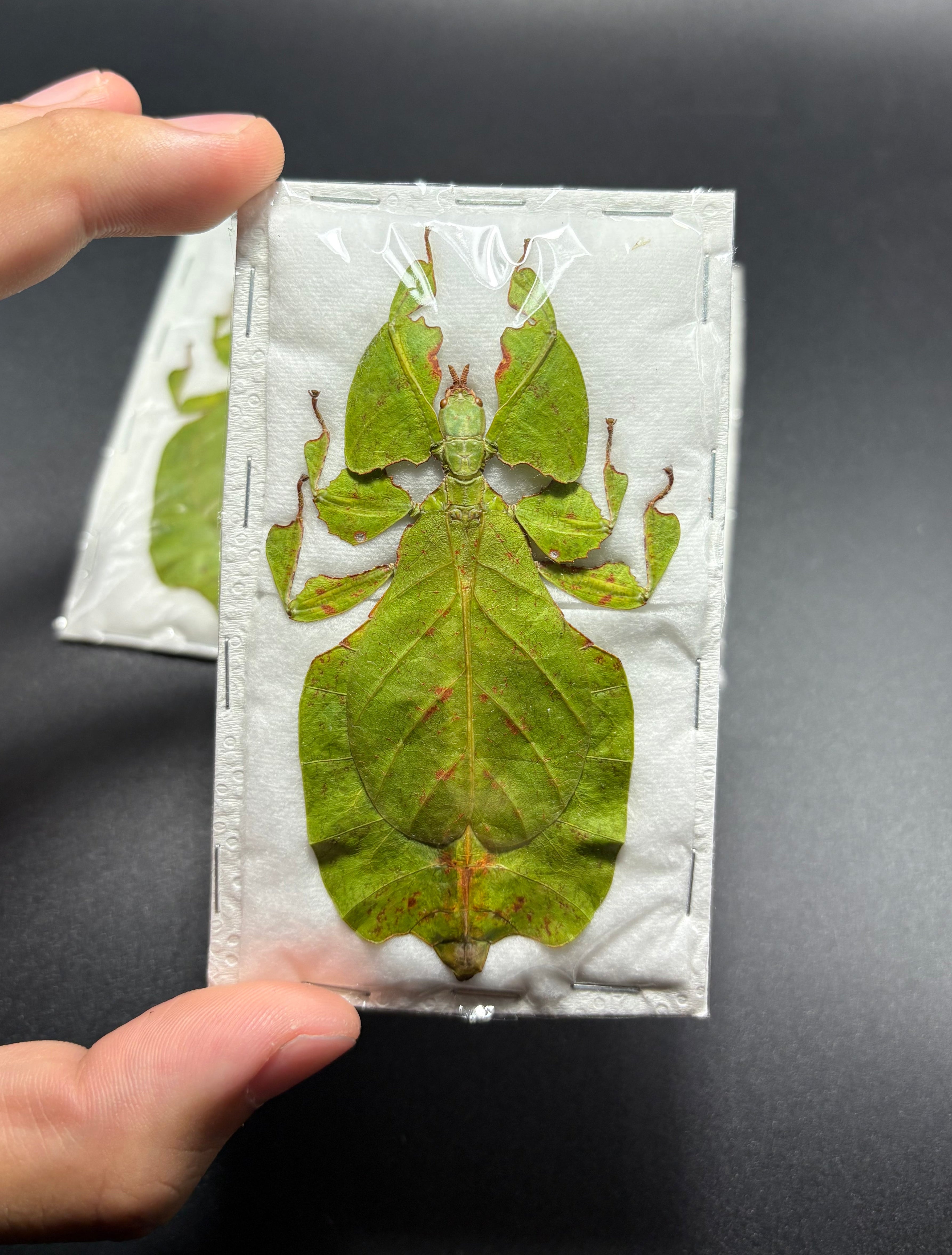 Phyllium Pulchrifolium Green Stick Bug