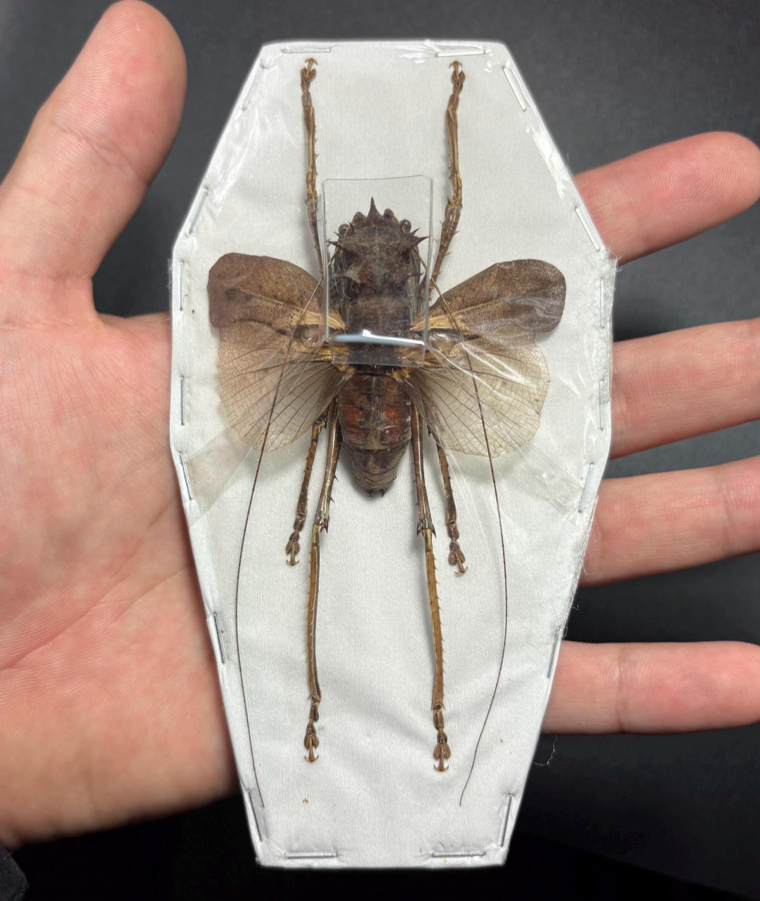 Lesina ensifera (spread) katydid specimen