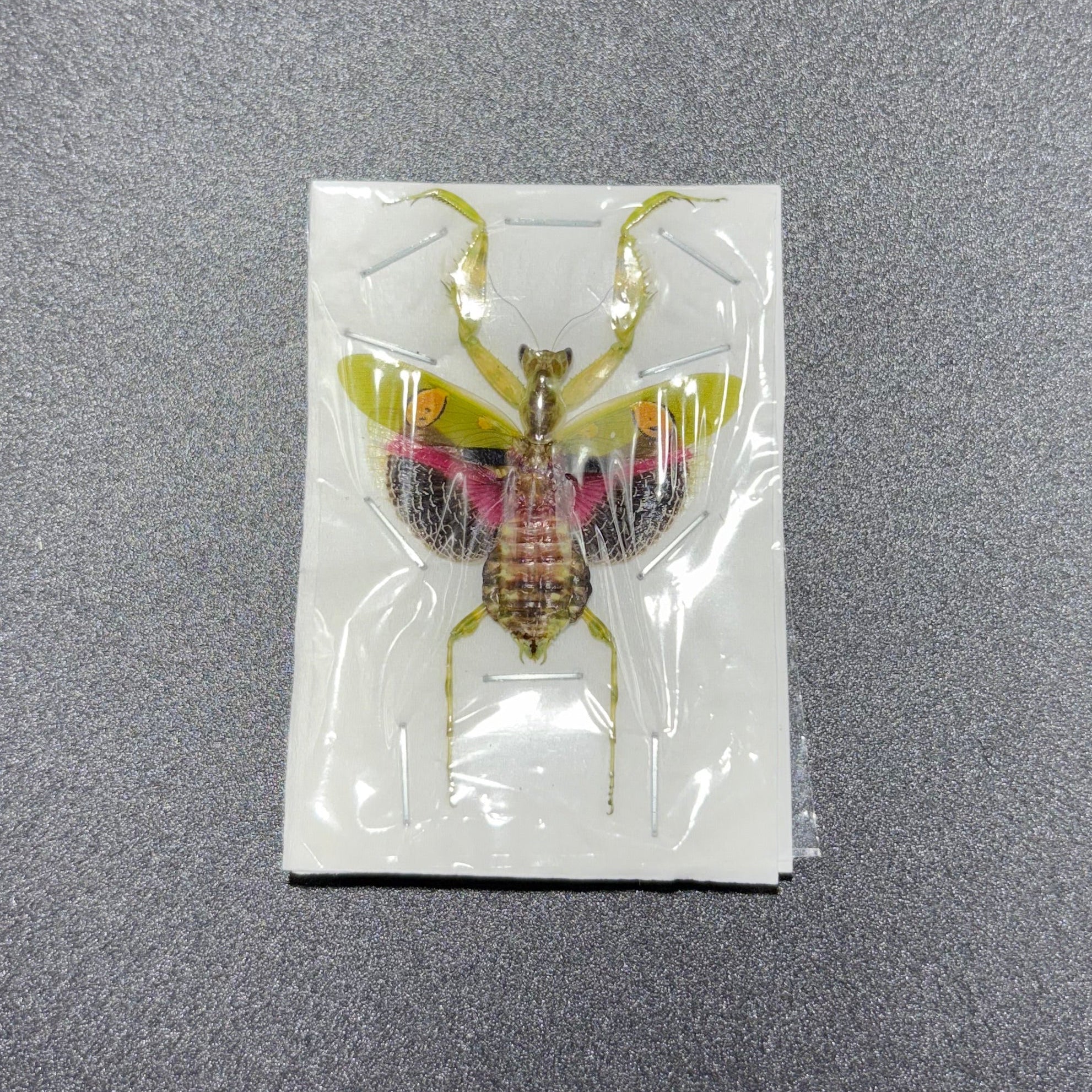 Creobroter gemmatus, Female, Mounted (wings spread) praying mantis