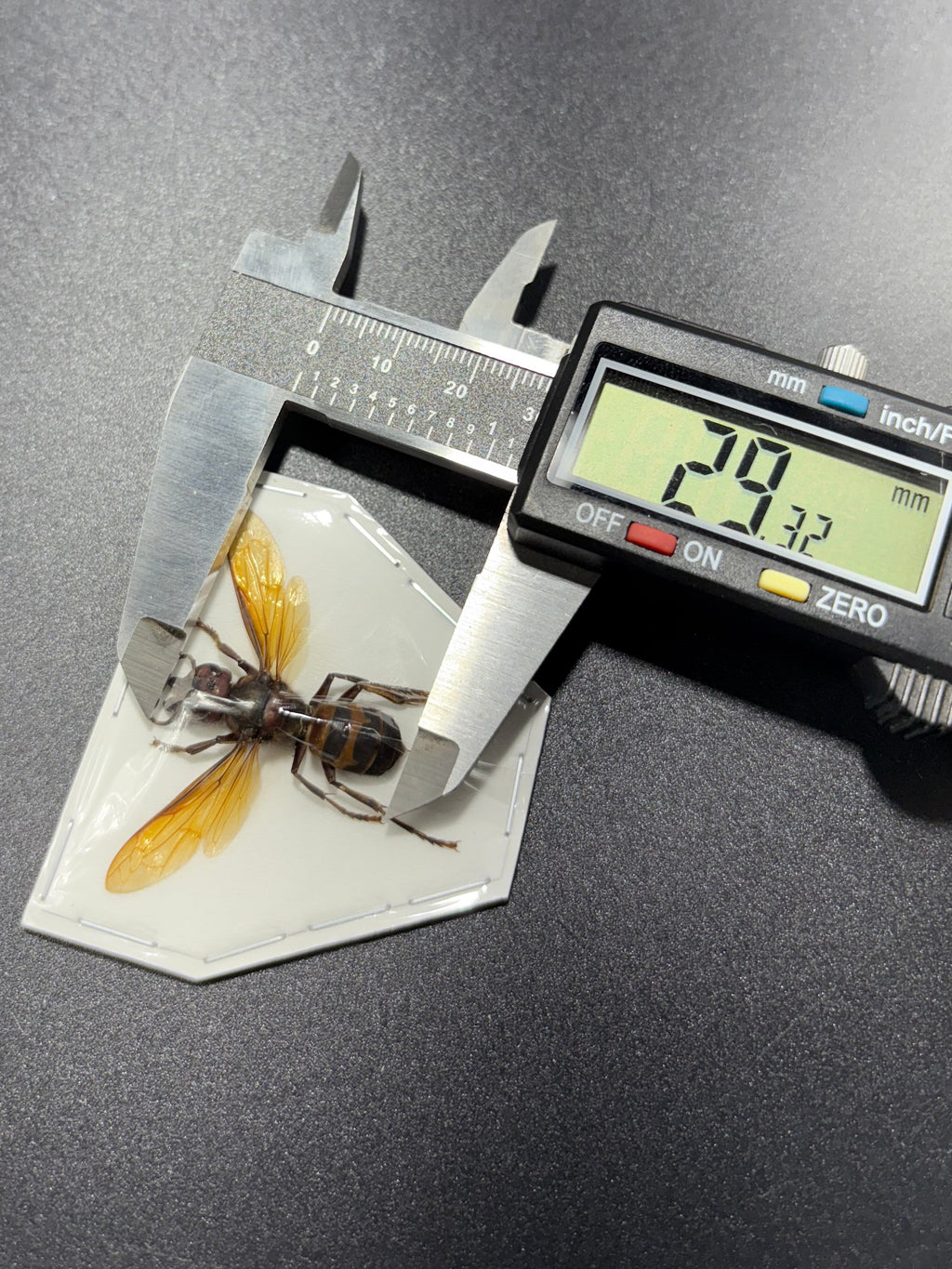 Vespa analis (spread) Wasp specimen