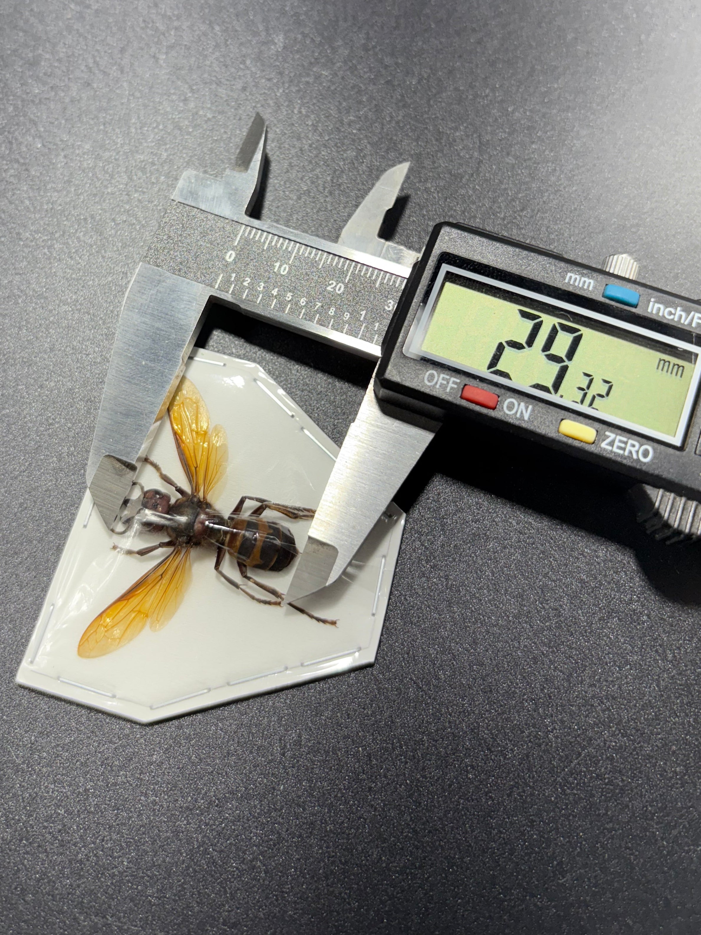 Vespa analis (spread) Wasp specimen