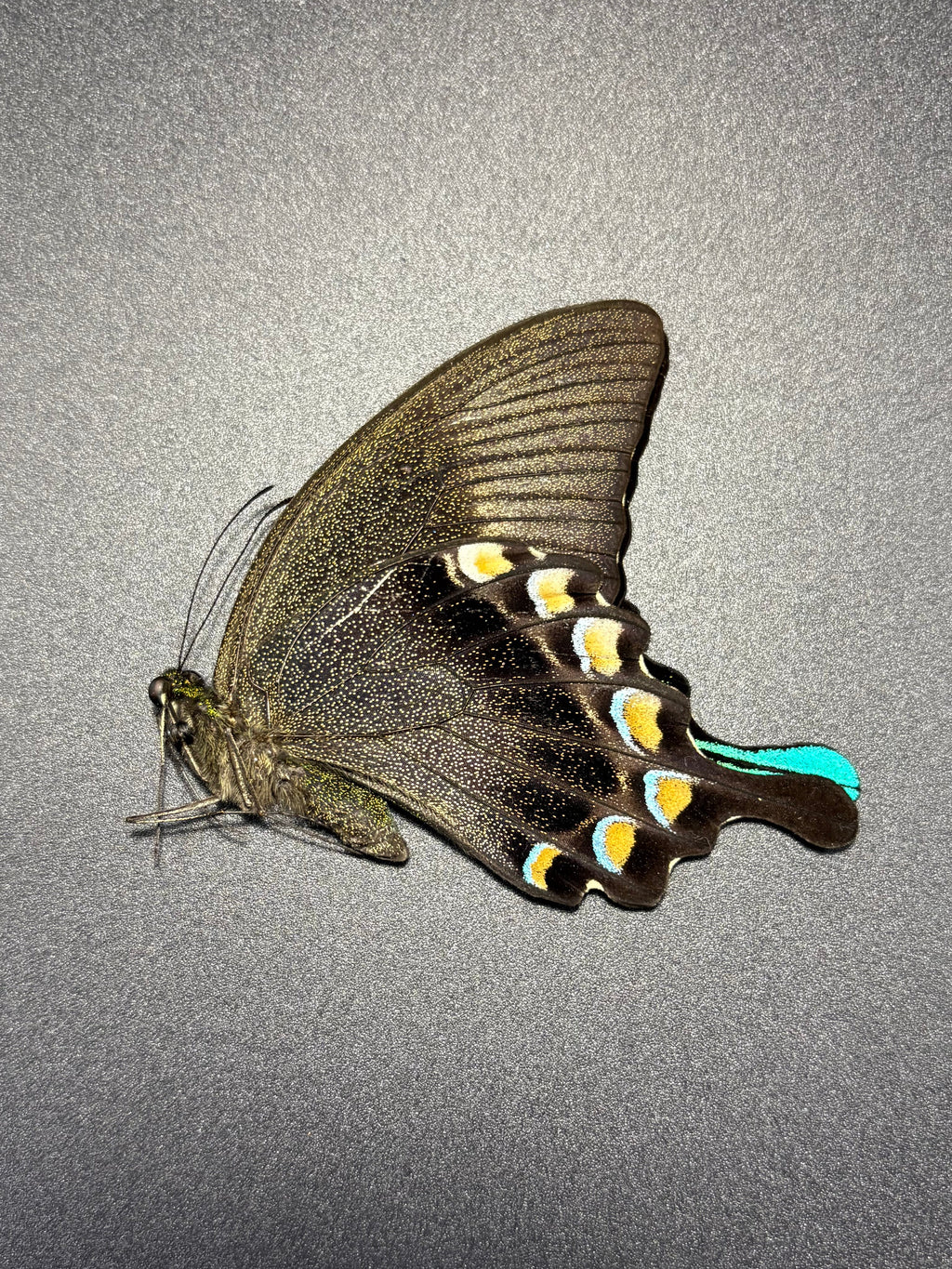 Papilio Blumei (Lot of 10) unmounted butterfly specimens