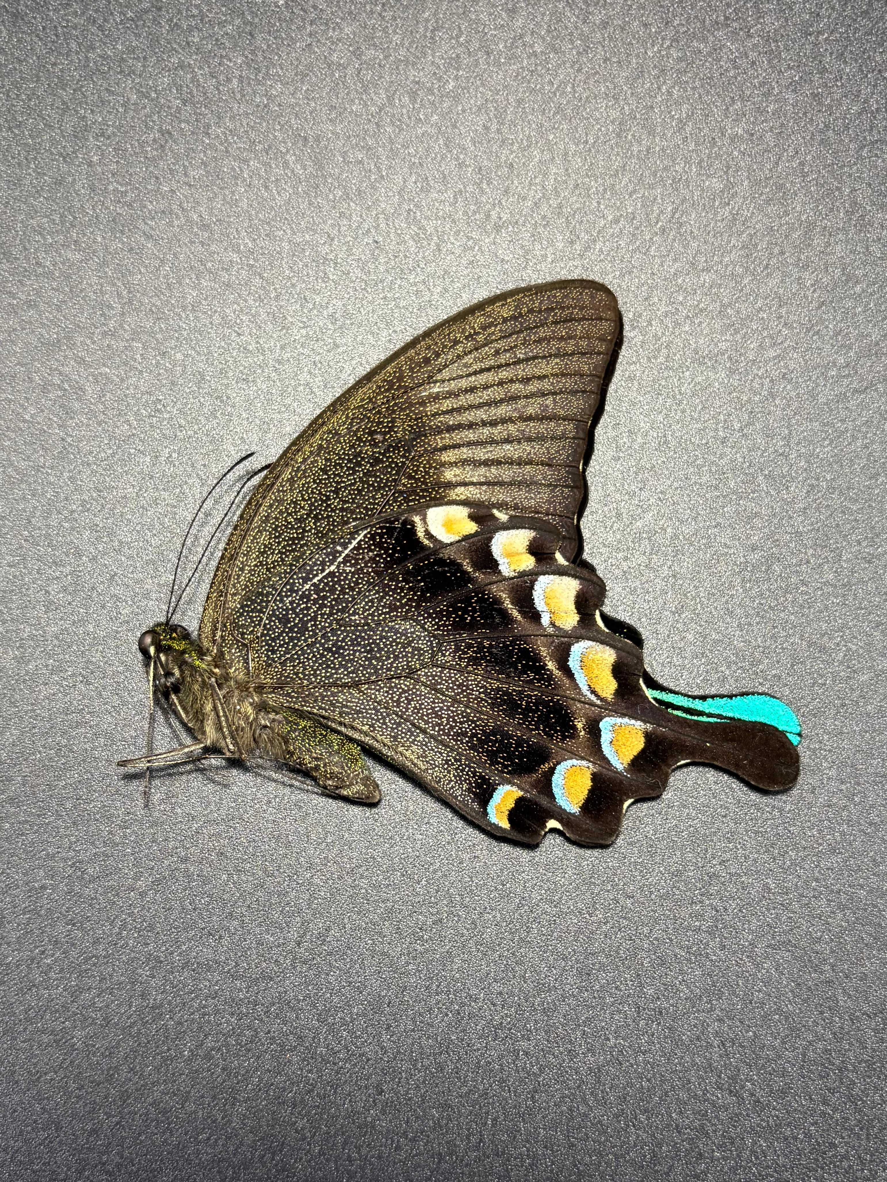 Papilio Blumei (Lot of 10) unmounted butterfly specimens
