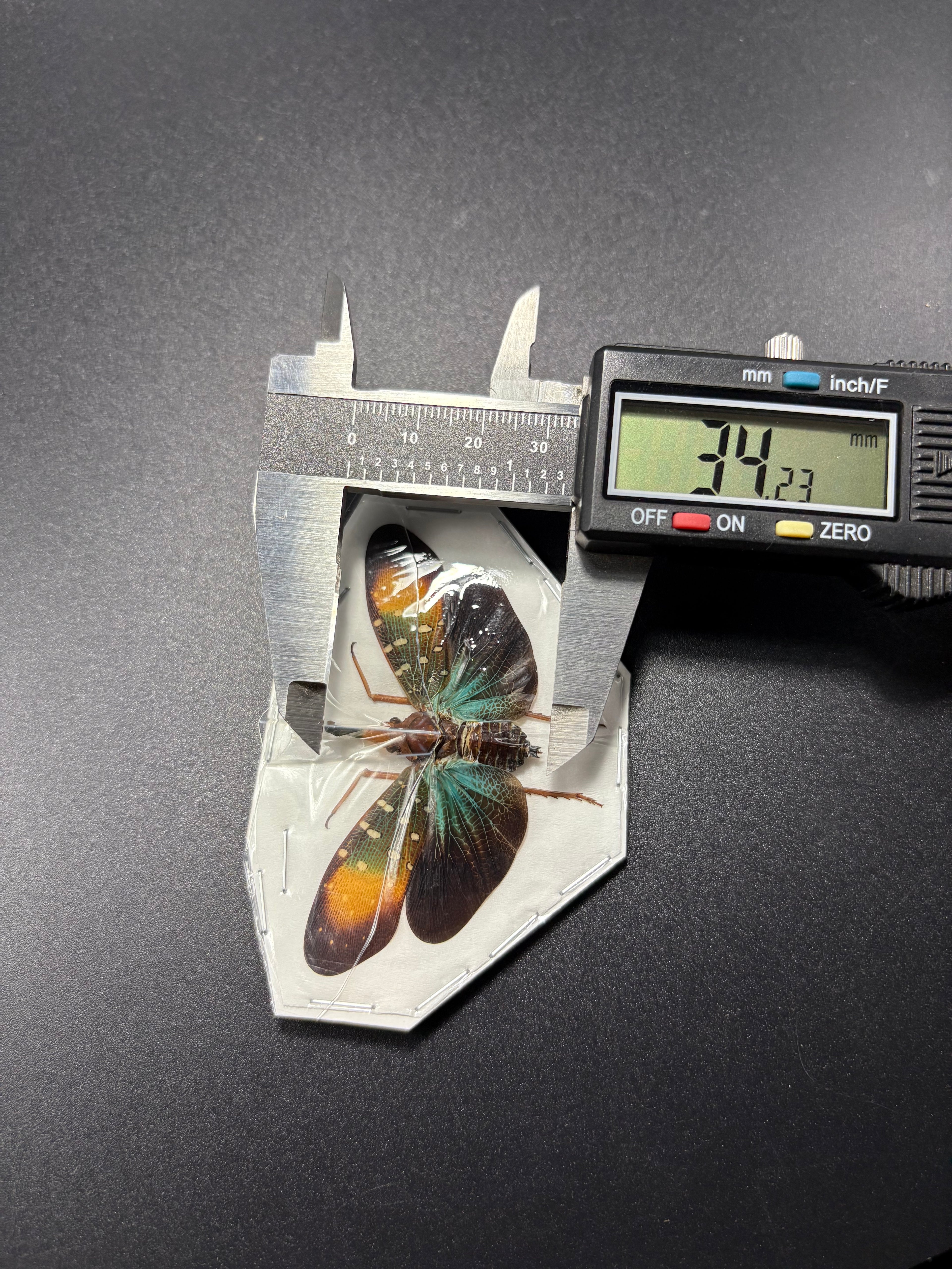 Pyrops gunjii (spread) Planthopper
