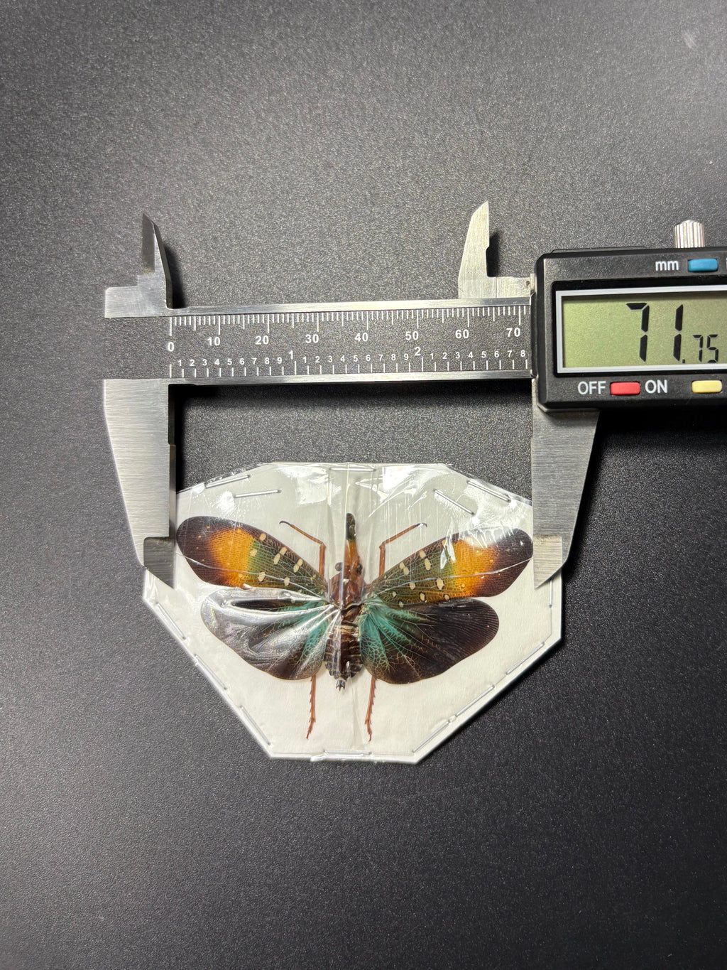 Pyrops gunjii (spread) Planthopper
