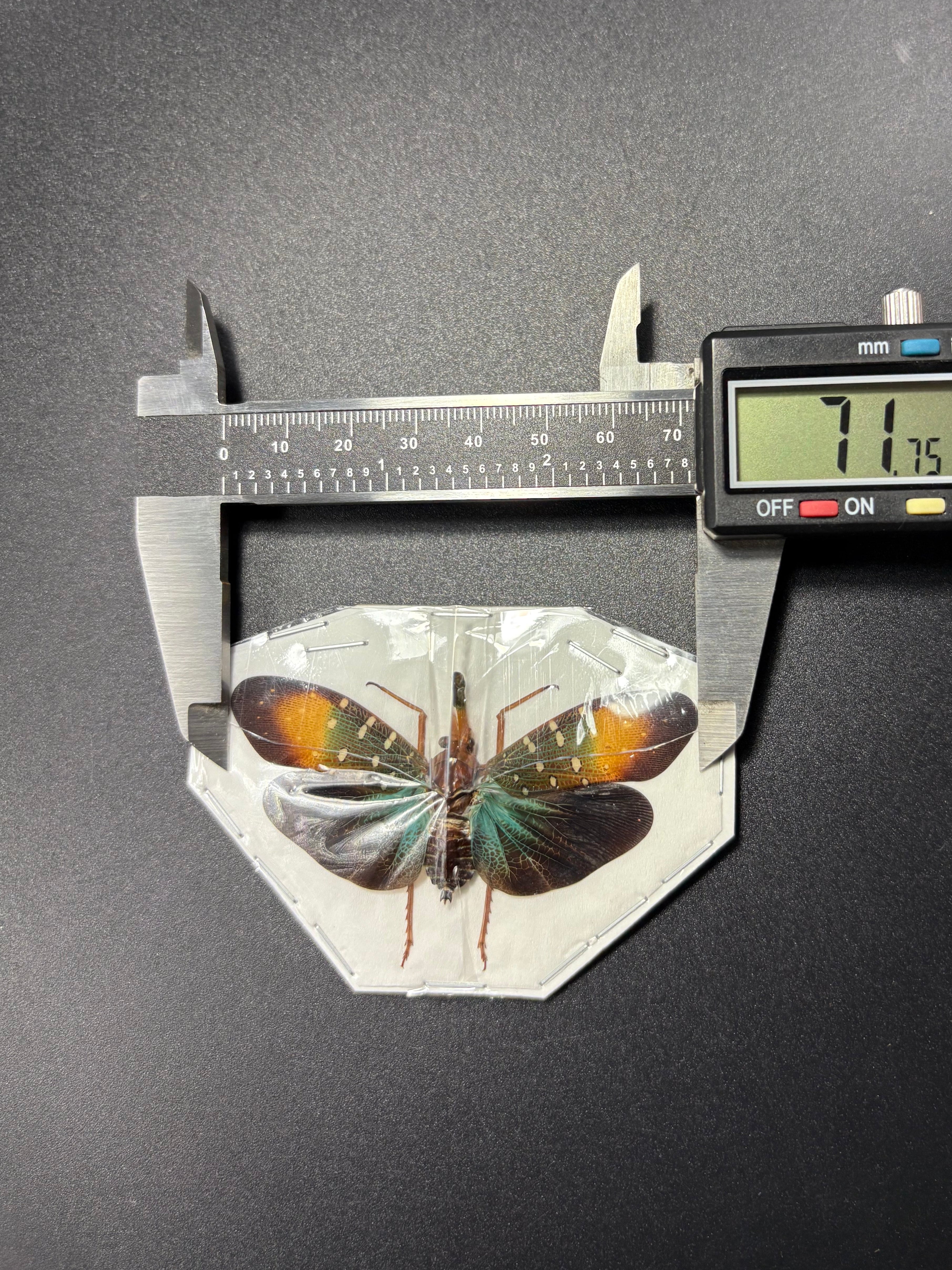 Pyrops gunjii (spread) Planthopper