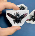 Xylocopa latipes, Tropical Carpenter Bee