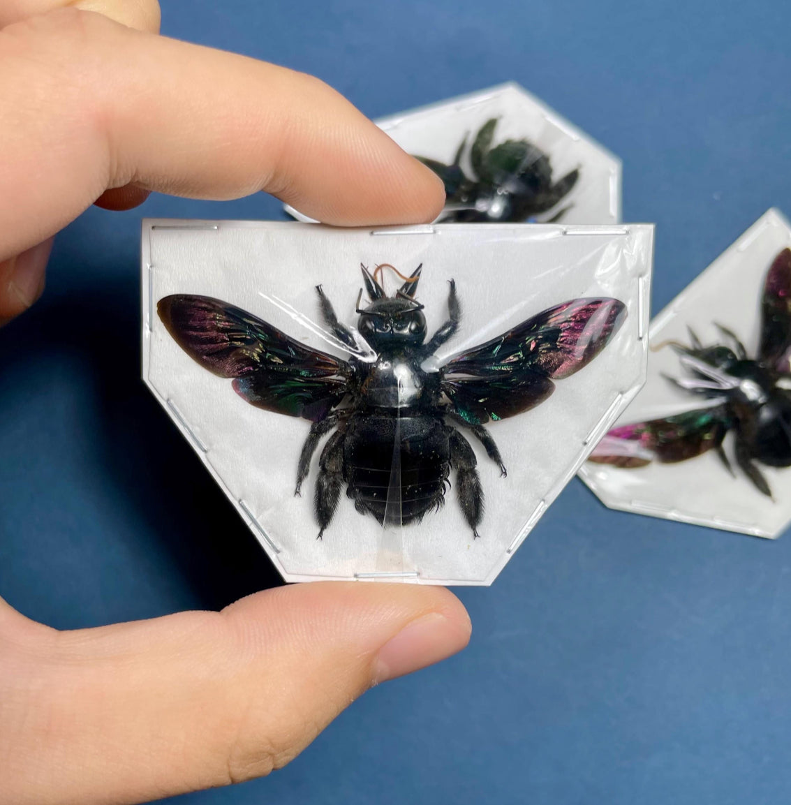 Xylocopa latipes, Tropical Carpenter Bee