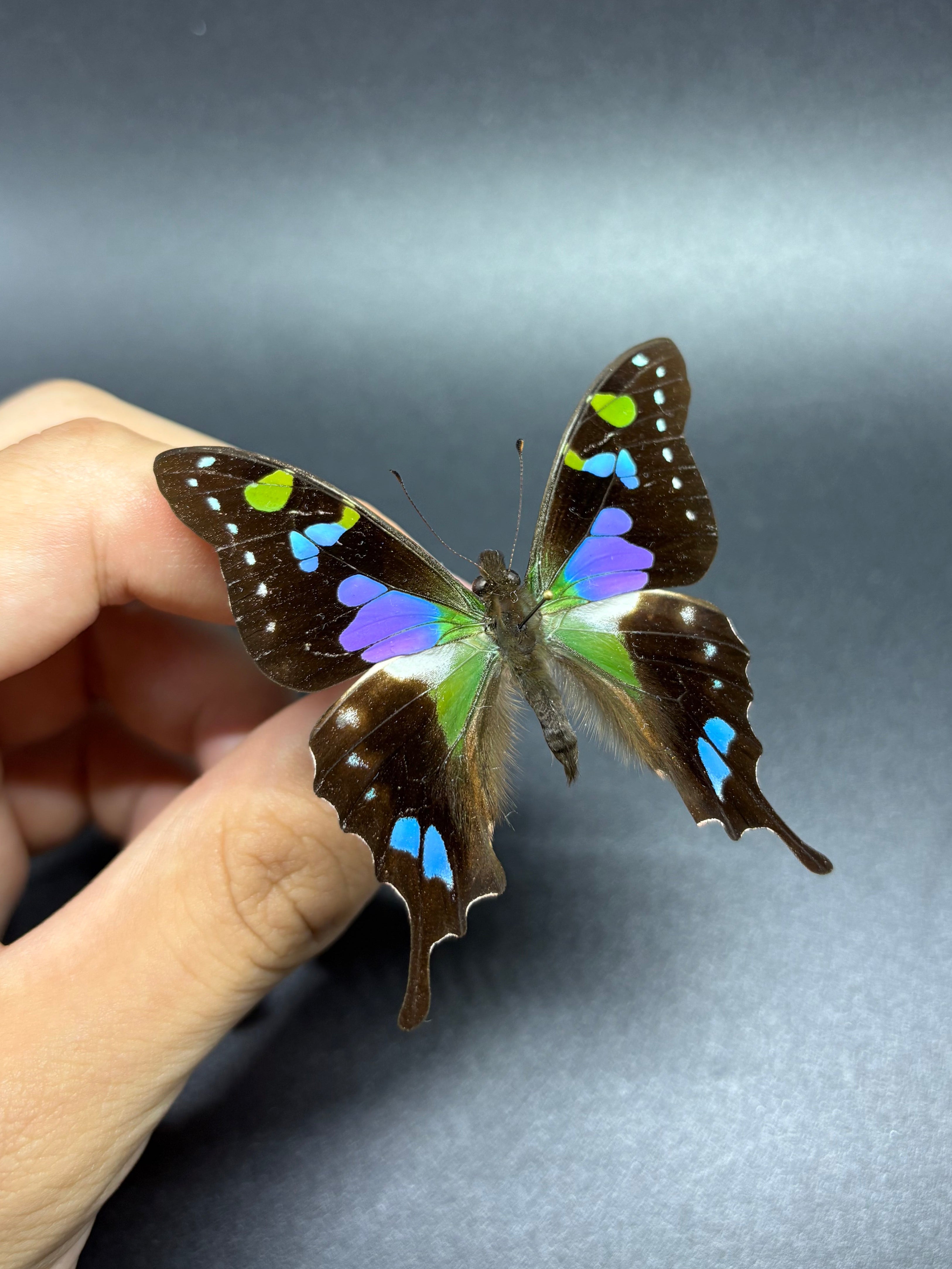 Graphium weiskei butterfly specimen Indonesia