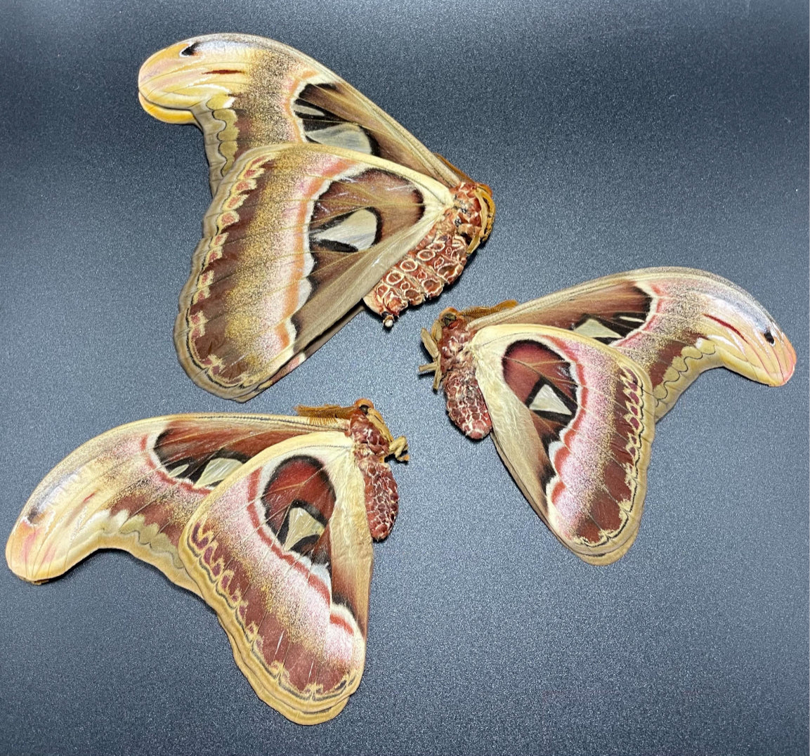 Attacus Atlas Moth Unmounted