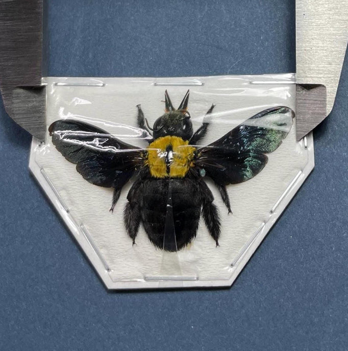 Xylocopa aestuans One Carpenter Bee Specimen Indonesia