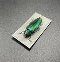 Chrysochroa aurora green/red beetle