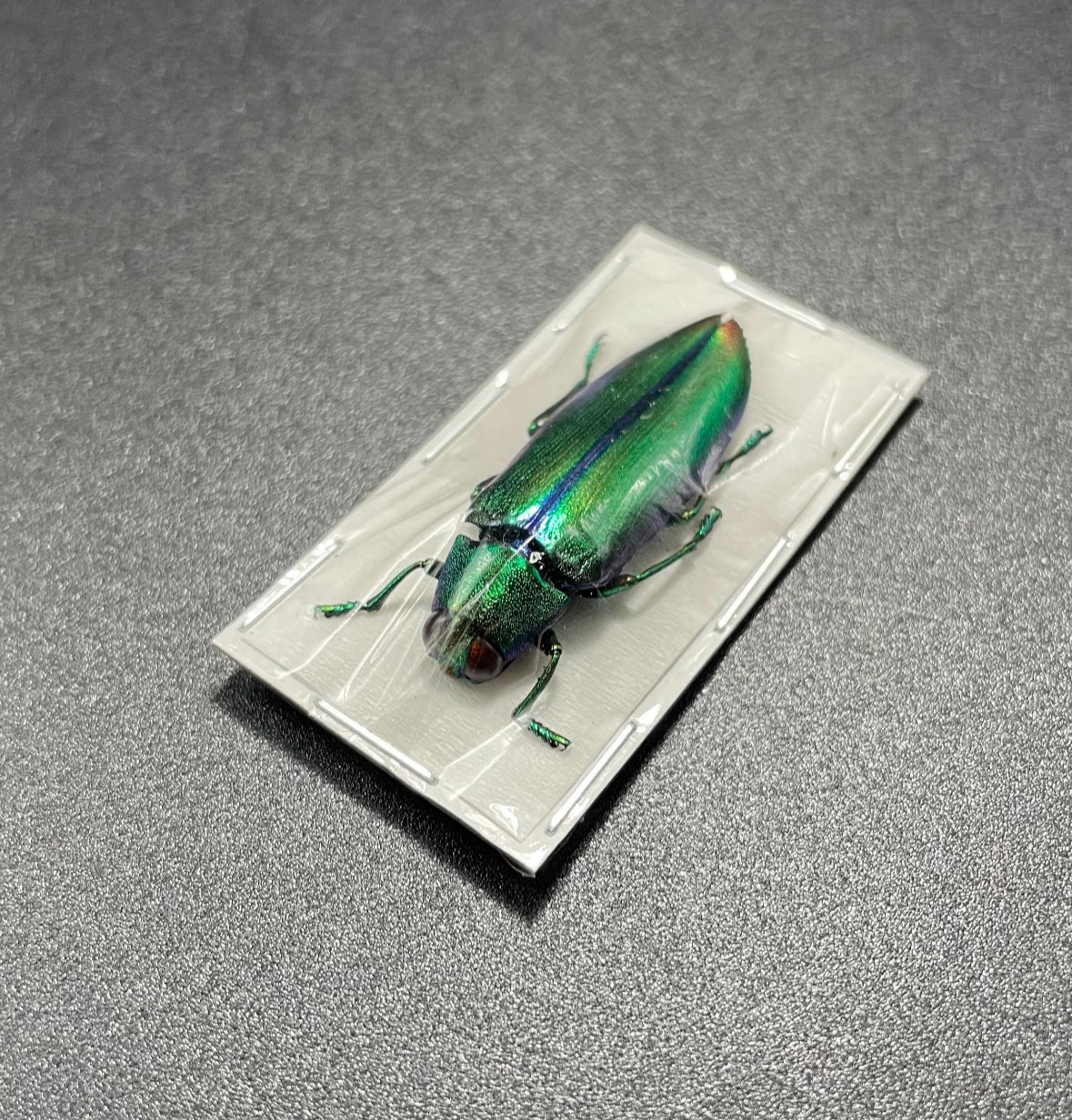 Chrysochroa aurora green/red beetle