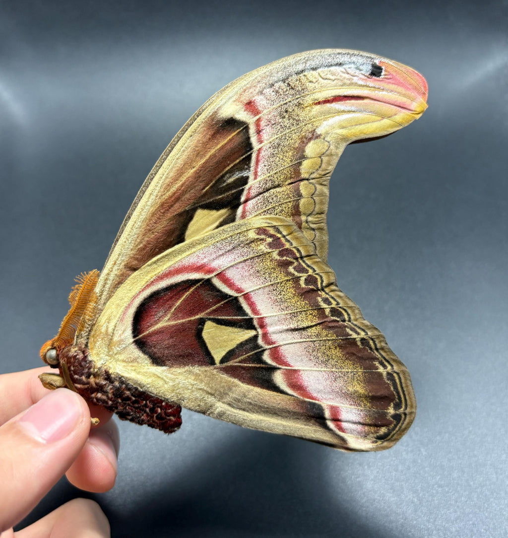 Attacus Atlas Moth Unmounted