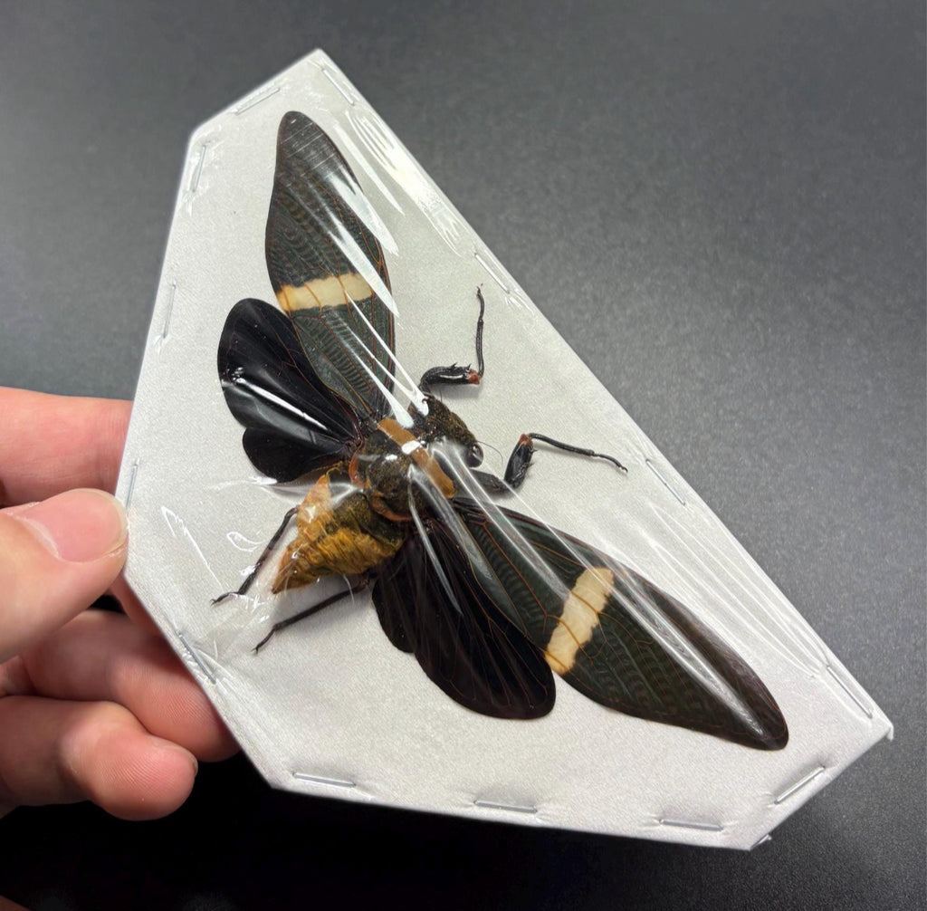 Tosena fasciata (spread) Cicada specimen