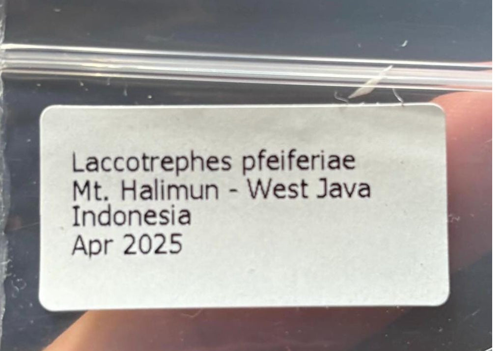 Laccotrephes pfeiferiae (spread)