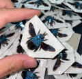 Xylocopa caerulea blue carpenter bee