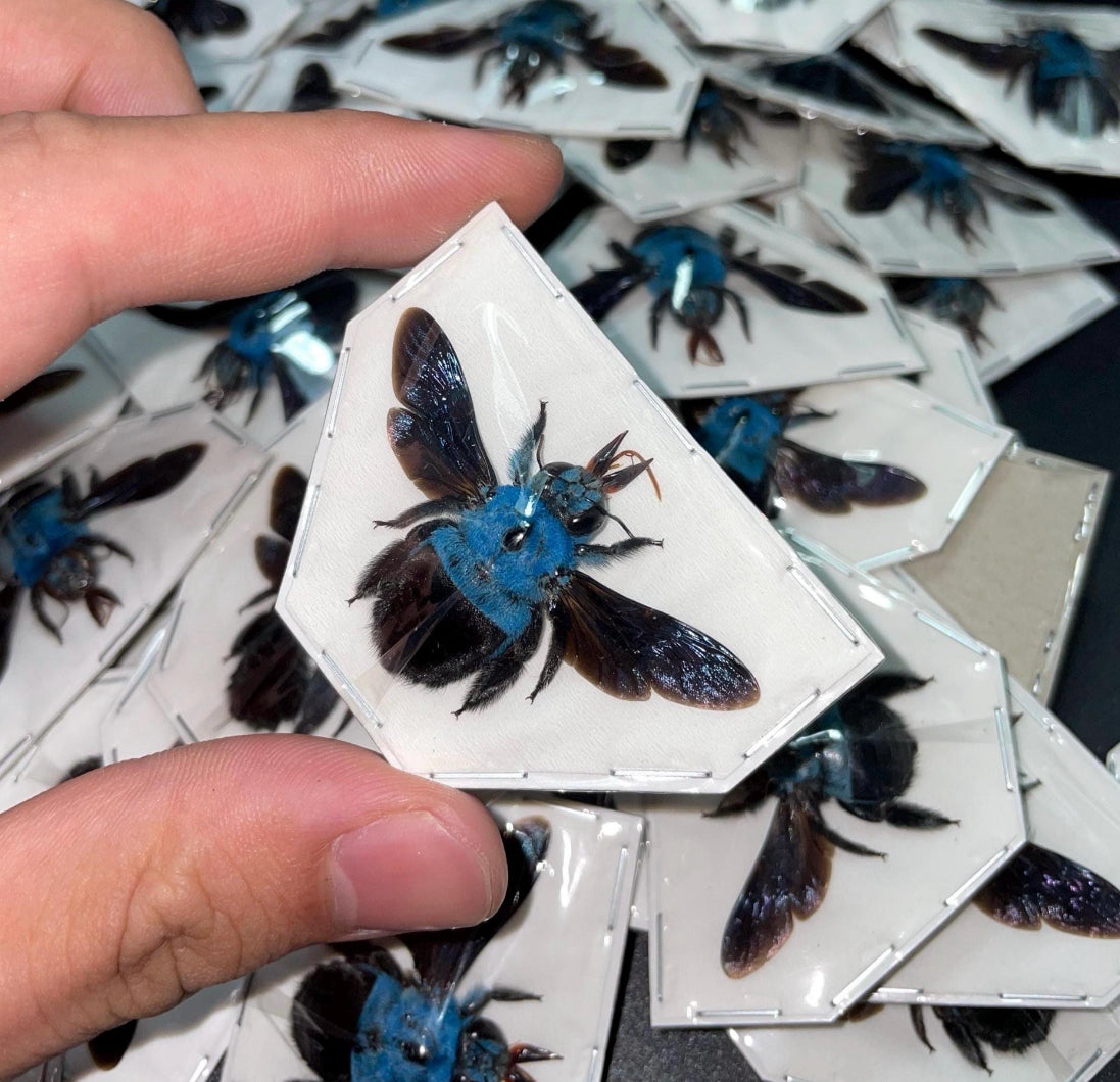 Xylocopa caerulea blue carpenter bee