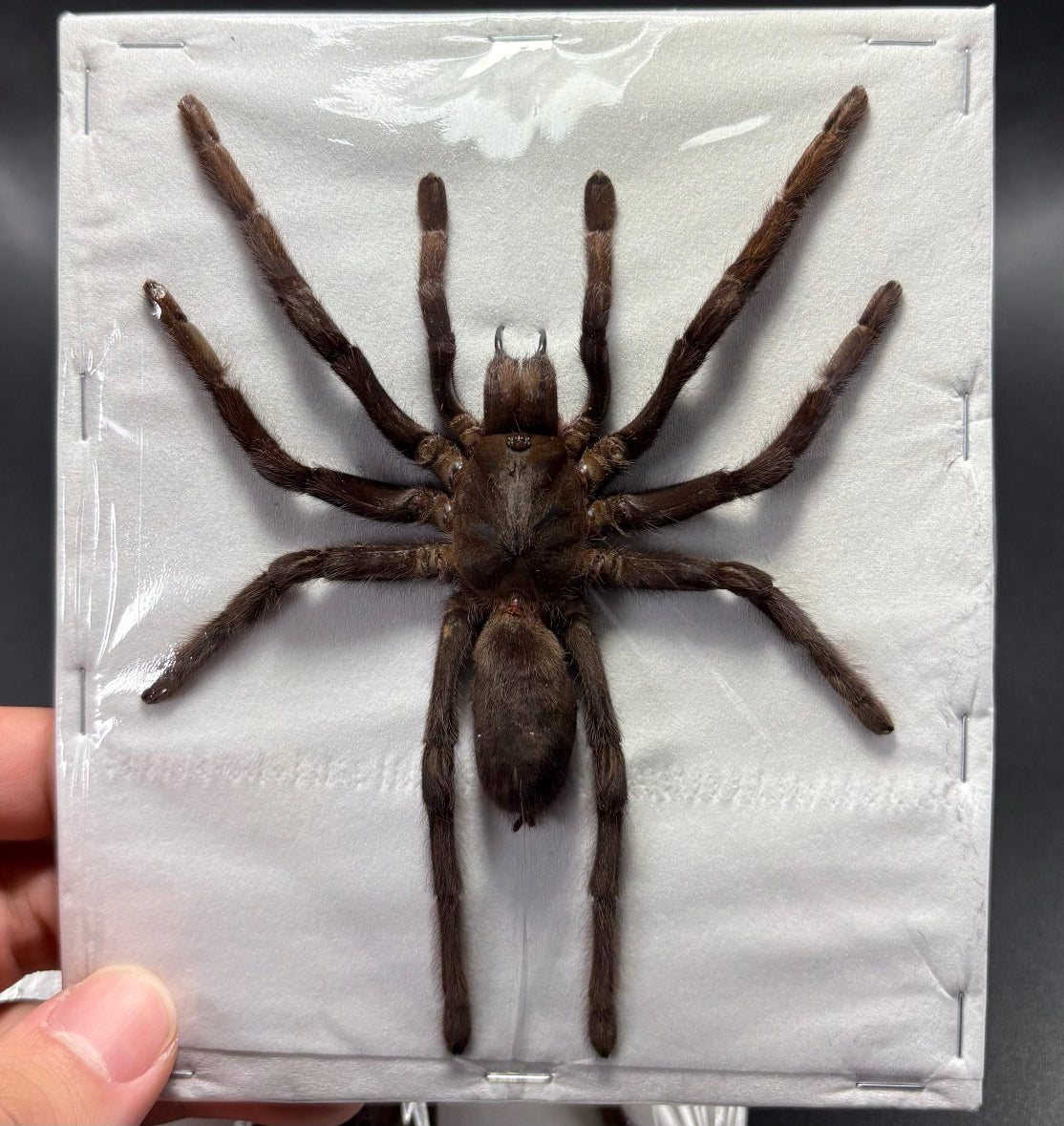 Selenocosmia dolichoplectra (spread leg) Large