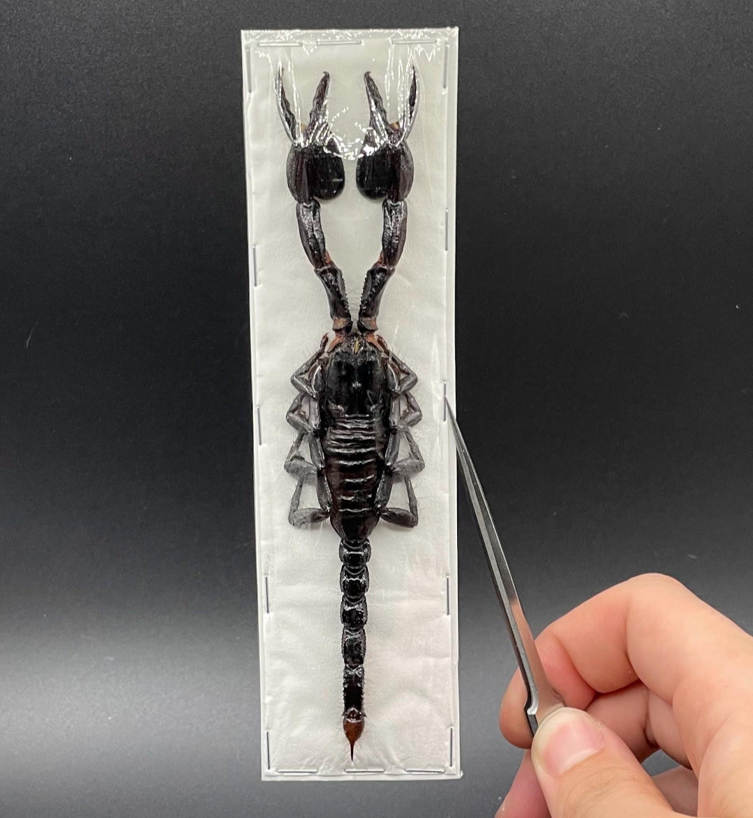 Javanimetrus Cyaneus Scorpion specimen
